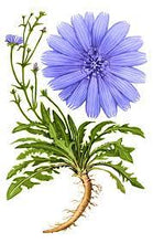 Load image into Gallery viewer, Chicory (Cichorium intybus)