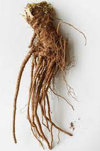 Load image into Gallery viewer, Angelica Root (Angelica Archangelica)