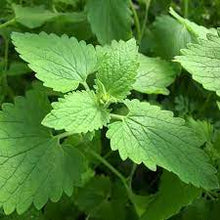 Load image into Gallery viewer, Catnip (Nepeta cataria)