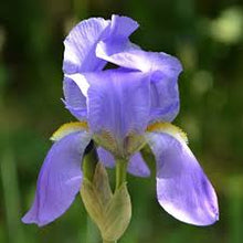 Load image into Gallery viewer, Orris Root (Iris germanica)