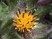 Load image into Gallery viewer, Blessed Thistle Leaf (Centaurea Benedicat)