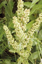 Load image into Gallery viewer, Yellow Dock Root (Rumex crispus)