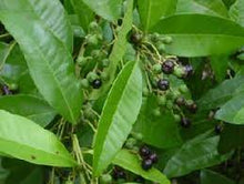 Load image into Gallery viewer, Allspice (Pimenta Officinalis)