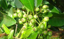 Load image into Gallery viewer, Allspice (Pimenta Officinalis)