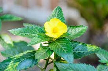 Load image into Gallery viewer, Herb Damiana Flower