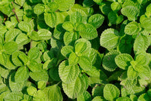 Load image into Gallery viewer, Fresh Peppermint Leaves