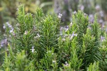 Load image into Gallery viewer, Fresh Rosemary Bush and Flowers