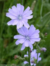 Load image into Gallery viewer, Chicory (Cichorium intybus)
