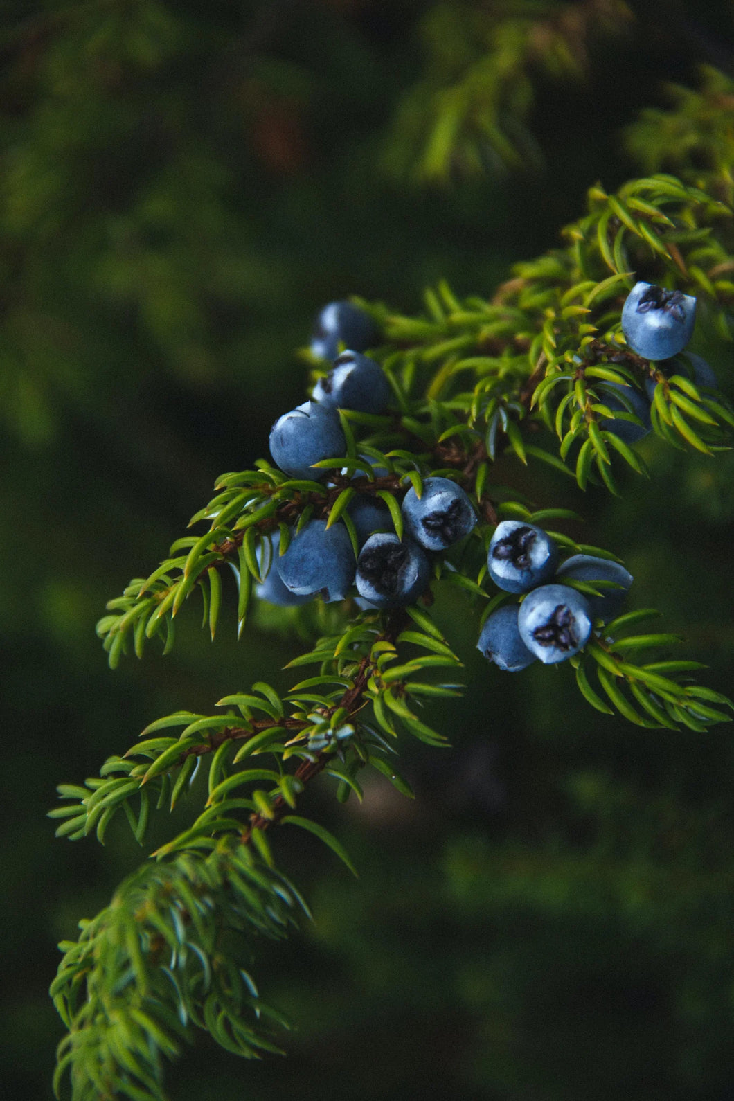 Juniper Berries