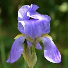 Orris Root (Iris germanica)