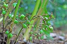 Load image into Gallery viewer, Cardamom Pods
