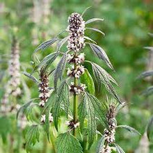 Load image into Gallery viewer, Motherwort (Leonurus cardiaca)
