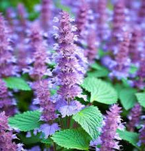 Load image into Gallery viewer, Catnip (Nepeta cataria)
