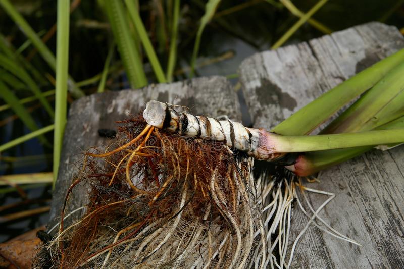 Calamus Root (Acorus calamus)