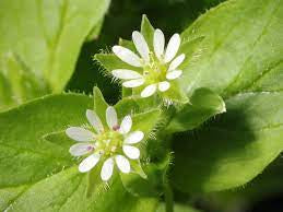 Chickweed (Stellaria media)