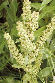 Yellow Dock Root (Rumex crispus)