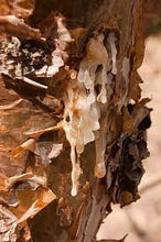 Load image into Gallery viewer, Frankincense Tears (Boswellia corteri)
