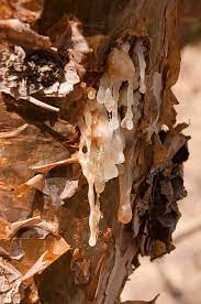 Frankincense Tears (Boswellia corteri)