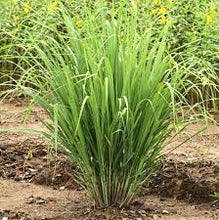 Load image into Gallery viewer, Lemongrass (Cymbopogon citratus)
