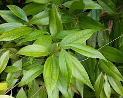 Cinnamon Chips (Cinnamomum zeylanicum)