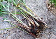 Load image into Gallery viewer, Lemongrass (Cymbopogon citratus)
