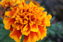 Load image into Gallery viewer, Calendula Flower (Calendula Officinalis)
