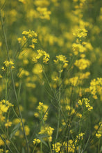 Load image into Gallery viewer, Mustard Seeds, Yellow (Brassica juncea)
