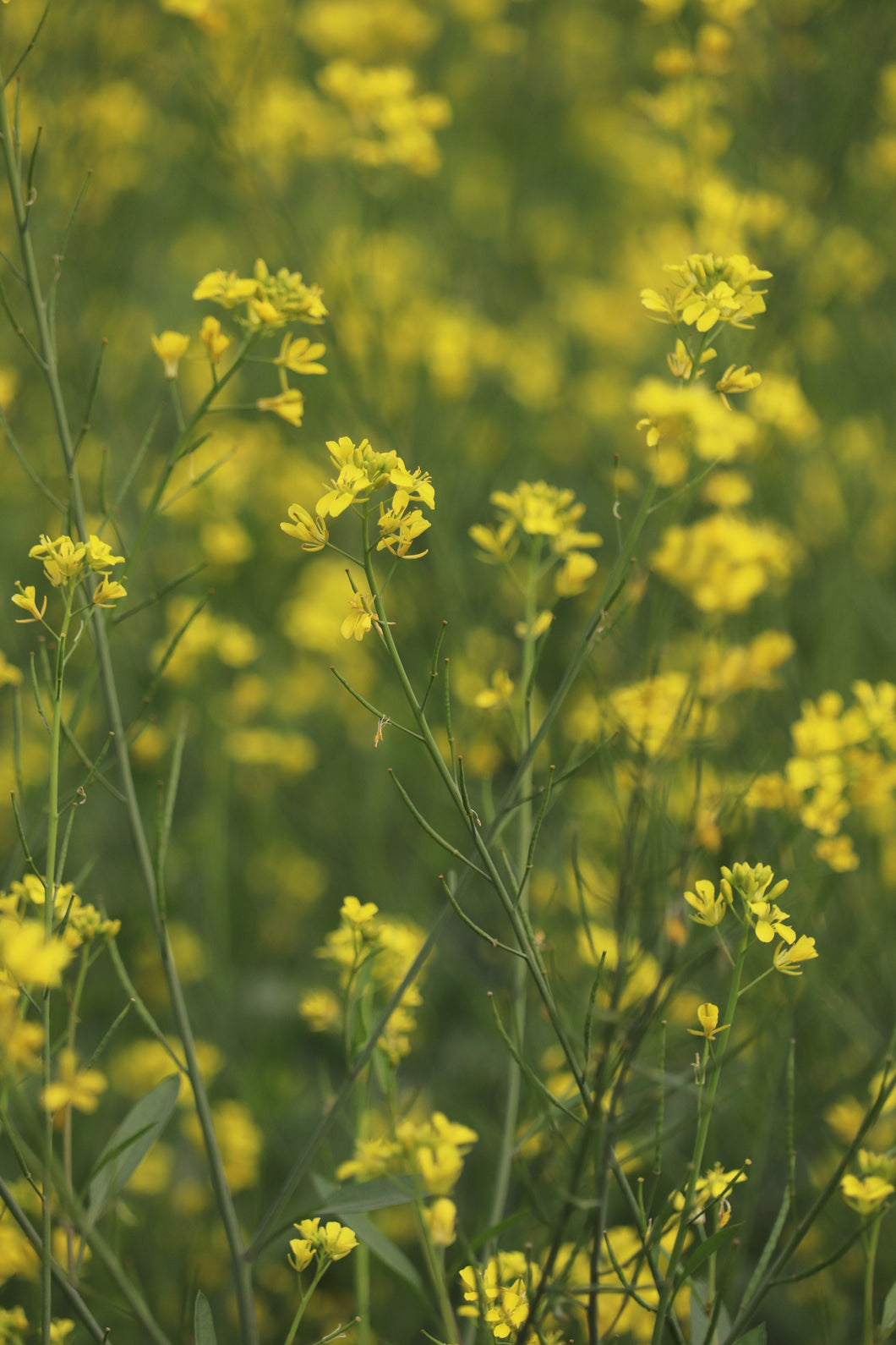 Mustard Seeds, Yellow (Brassica juncea)