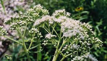 Load image into Gallery viewer, Fresh herbs Boneset
