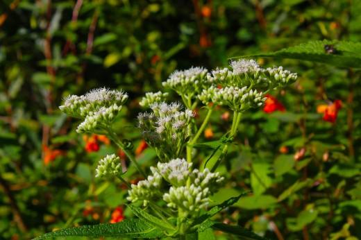 Wild growing Boneset flowering herb