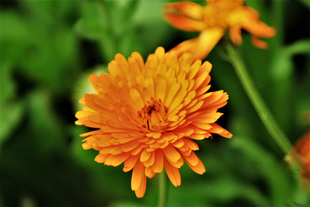 Calendula Flower (Calendula Officinalis)