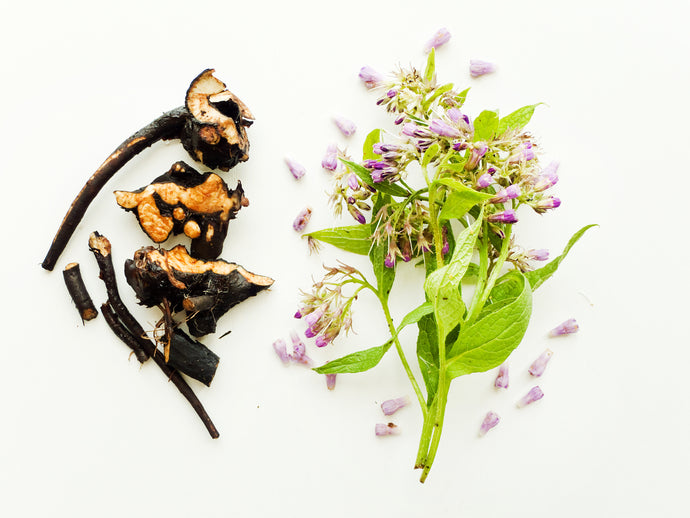 Dried Comfrey root and fresh flower 