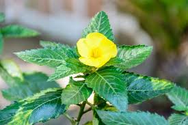 Herb Damiana Flower 