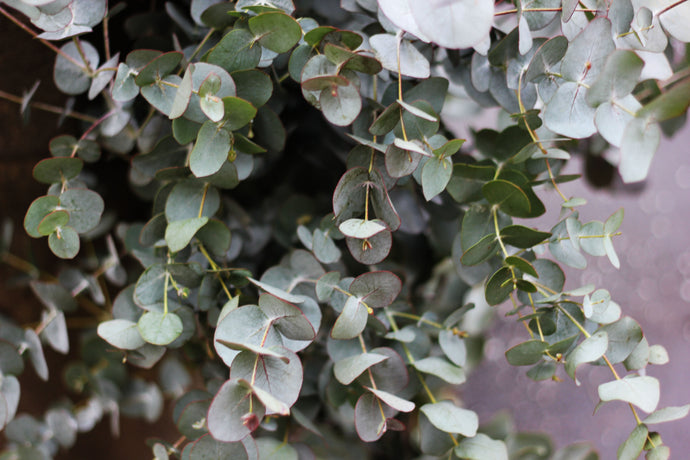 Fresh Eucalyptus leaves