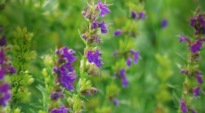 Hyssop Fresh Flowers 