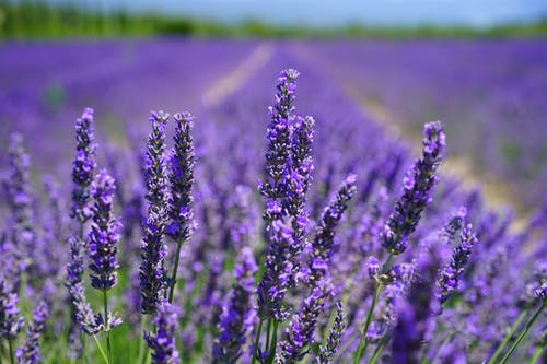 Fresh Lavender flowers