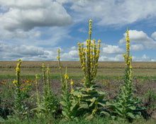 Load image into Gallery viewer, Wild Mullein Flowers 
