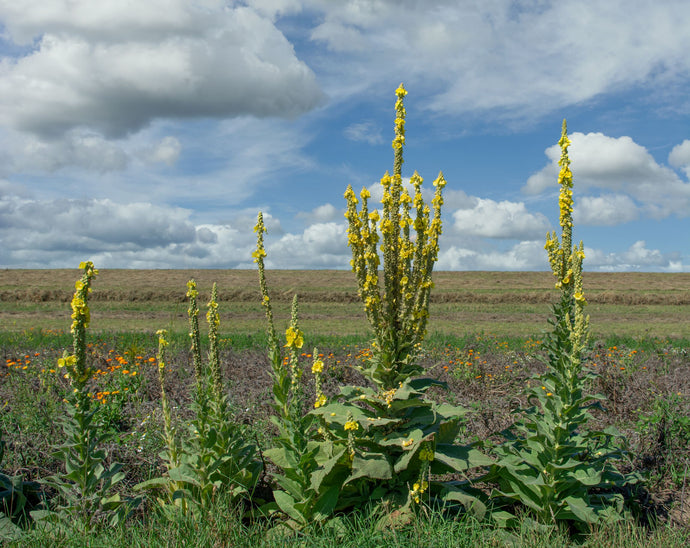 Wild Mullein Flowers 