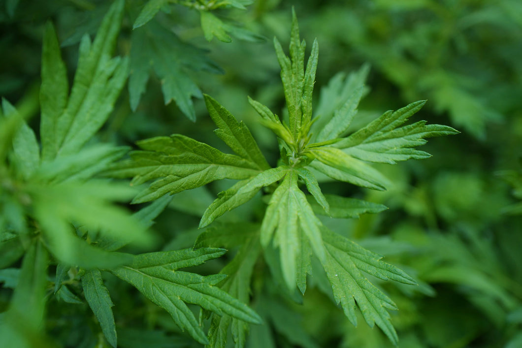 Mugwort (Artemisia Vulgaris)