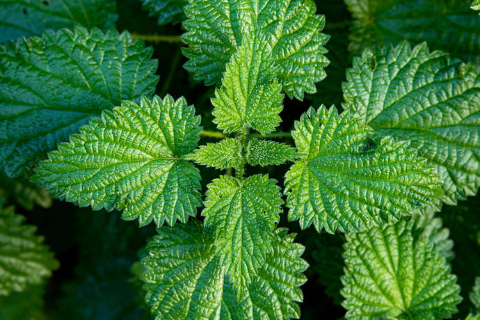 Fresh Nettle Leaves