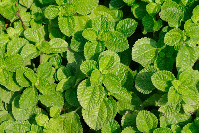 Fresh Peppermint Leaves