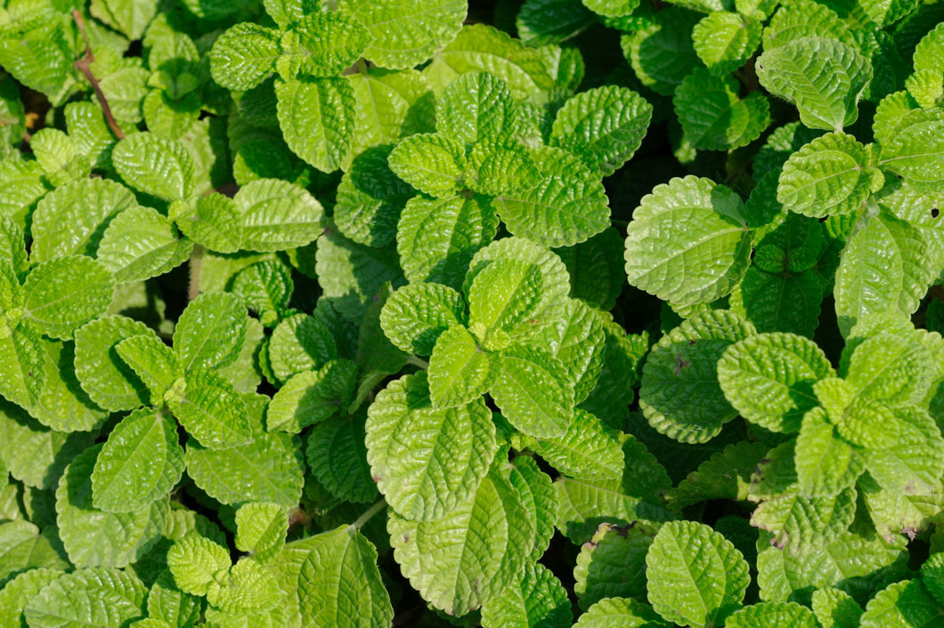 Fresh Peppermint Leaves