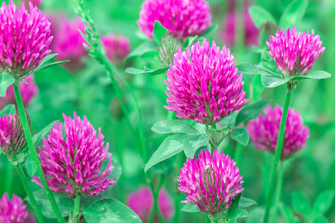 Wild Red Clover Flowers 