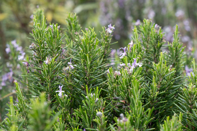 Fresh Rosemary Bush and Flowers