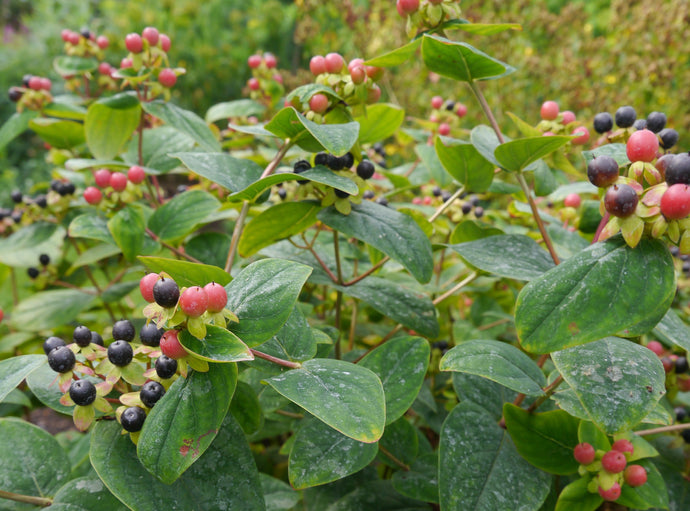 Fresh St. John's Wort Leaves and Berries