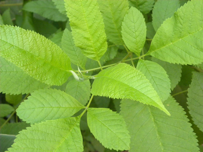 Fresh Slippery Elm Leaves