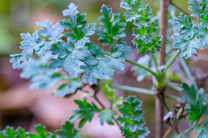 Wormwood Leaves